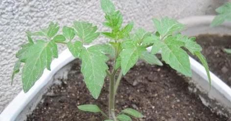  「营养」六种在家就可以种的菜，阳台种几盆，漂亮好吃有营养！
