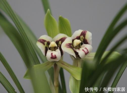  [旺出]想让兰花夏天叶绿芽多，把好这4关，绿叶健壮，旺出“新境界”