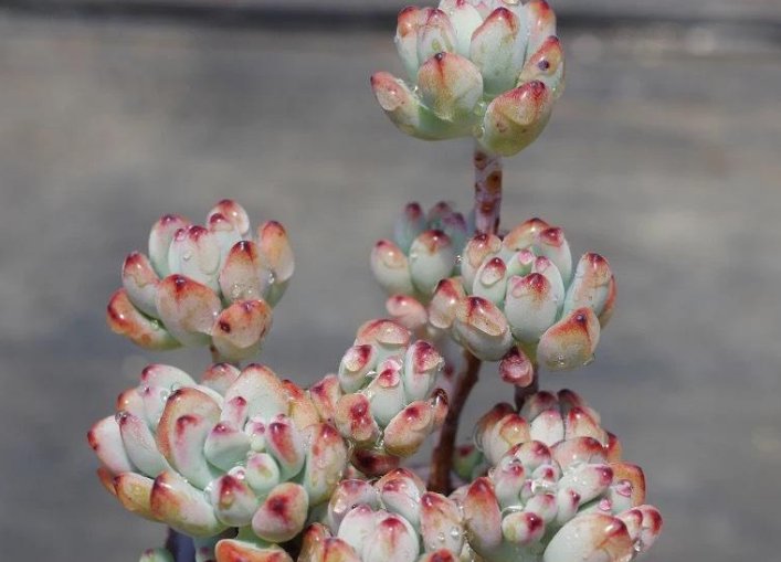  『冷不丁』阳台党室内党注意，4种多肉“不老实”，冷不丁的就徒长变大白菜