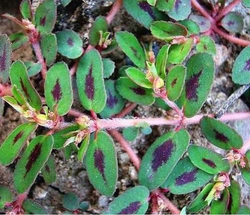  [不凡]告诉家乡人，它是“血见愁”，珍贵不凡，遇见要珍惜?