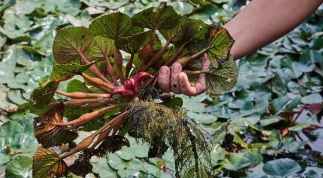 『高价』这种食物长错了地方,在中国需要花高价购买,美国却要花重金清理
