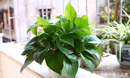 『现黄叶烂根』养花浇水,这几个错误别犯,不然养啥花都黄叶烂根,学会一生受用