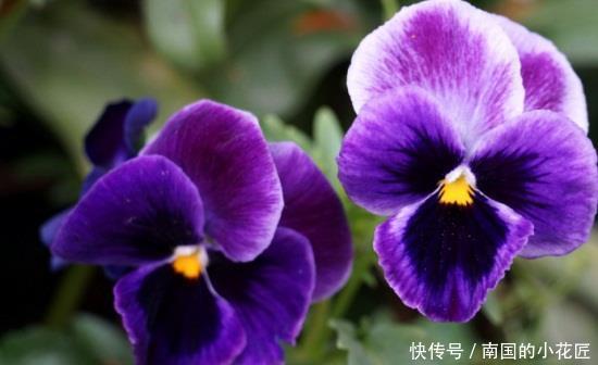  网带：花期最长的花有哪些？考拉园艺网带你了解花期最长的花卉排名