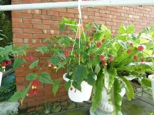  『蔓性风铃花』这种爬藤花一年四季都挂满小灯笼，你家有吗？