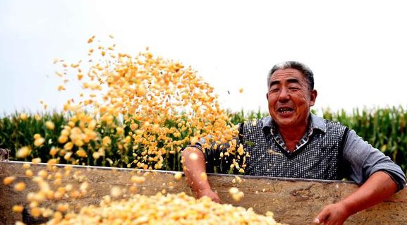  玉米@农民昨天卖完玉米，随手拍了一张价格单！收购价到底多少钱