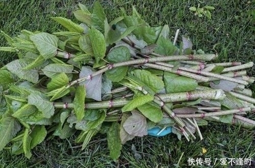  『撑破』墙上的1种“野草”，繁殖快，看到1棵“拔1棵”，根茎能撑破墙壁