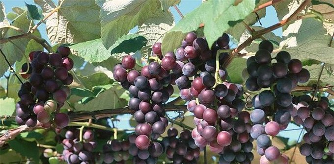 世界上最古老的葡萄树，已经活了176年了，却还能产7吨葡萄