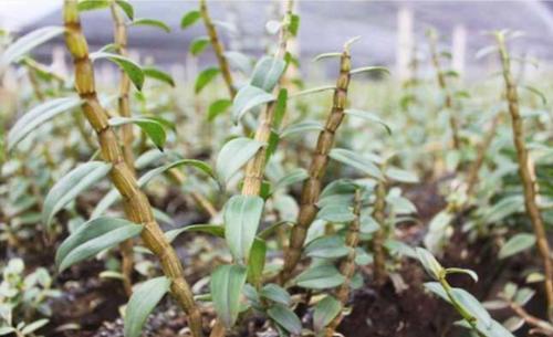 女人多吃此物,减少皱纹,延缓衰老,淡化色斑,40