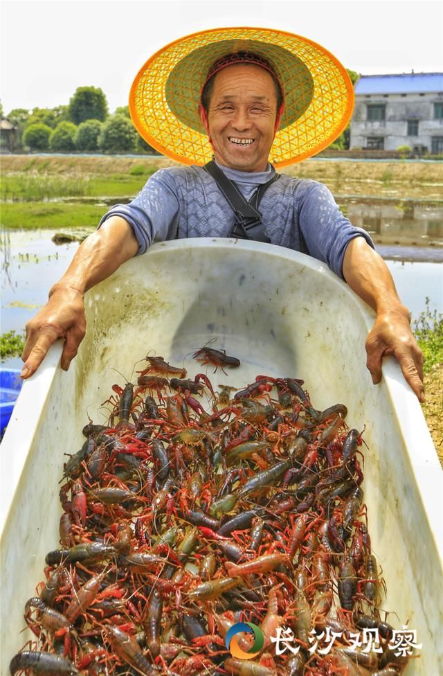  [盘龙岭村]产业扶贫看长沙丨荷花虾产业篇：荷虾共生 效益倍增