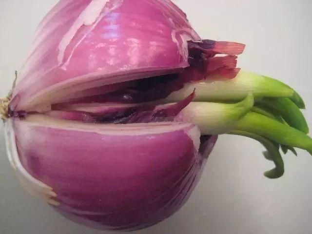  「番茄」春天来了,用塑料瓶种菜,自给自足,每个人都可以学会!