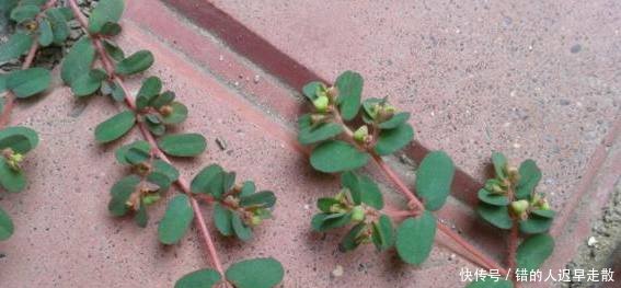 农村山上的这种草，是农村的药王，能治百病，见了一定要带回！