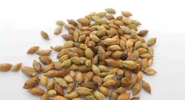 道地药材之苍耳子