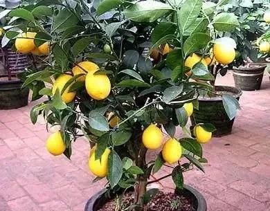  『空地』家有空地，一定种上这几款果树，一年四季吃不完来年亩收入2万元