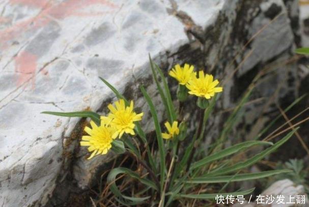  「兔儿」乡下一种野草，人称“兔儿奶”，价值珍贵，如今市场价6