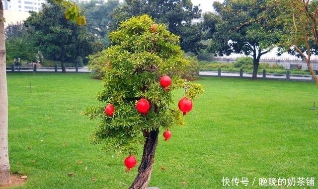 无花果:还在阳台种绿植现在流行养此些水果盆栽,好看又好吃