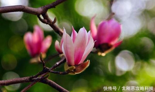『春天』院子里种一棵玉兰花,简单几步就成活,年年春天都赏花