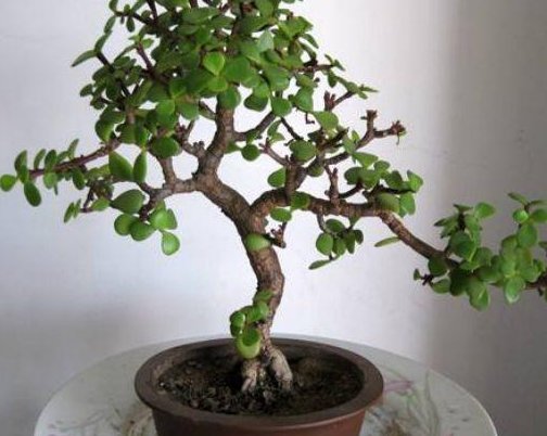  『家里』想要打造老桩盆景，首选这“4种植物”，选择它们就等着炫耀吧