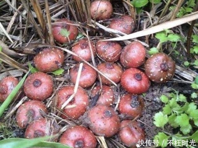  [植物]农地里的1种“野果子”，小时候常去摘，殊不知有危害，请铲除！