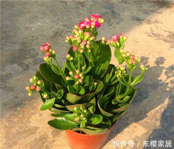  春天：春天修剪完这3种花，枝条可以进行二次扦插，生根发芽能开花