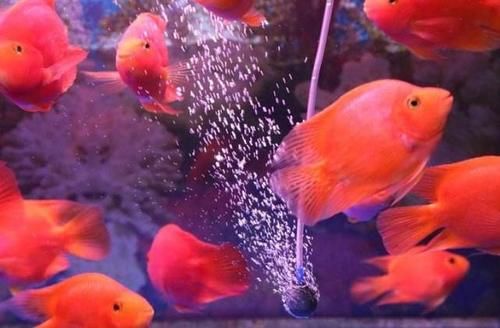  【老外】老外为了可以养鱼，竟将咖啡店装修成鱼缸，每天吸引顾客无数