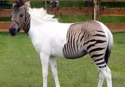 22张神奇的照片,一张都没有PS过,实在开眼了!