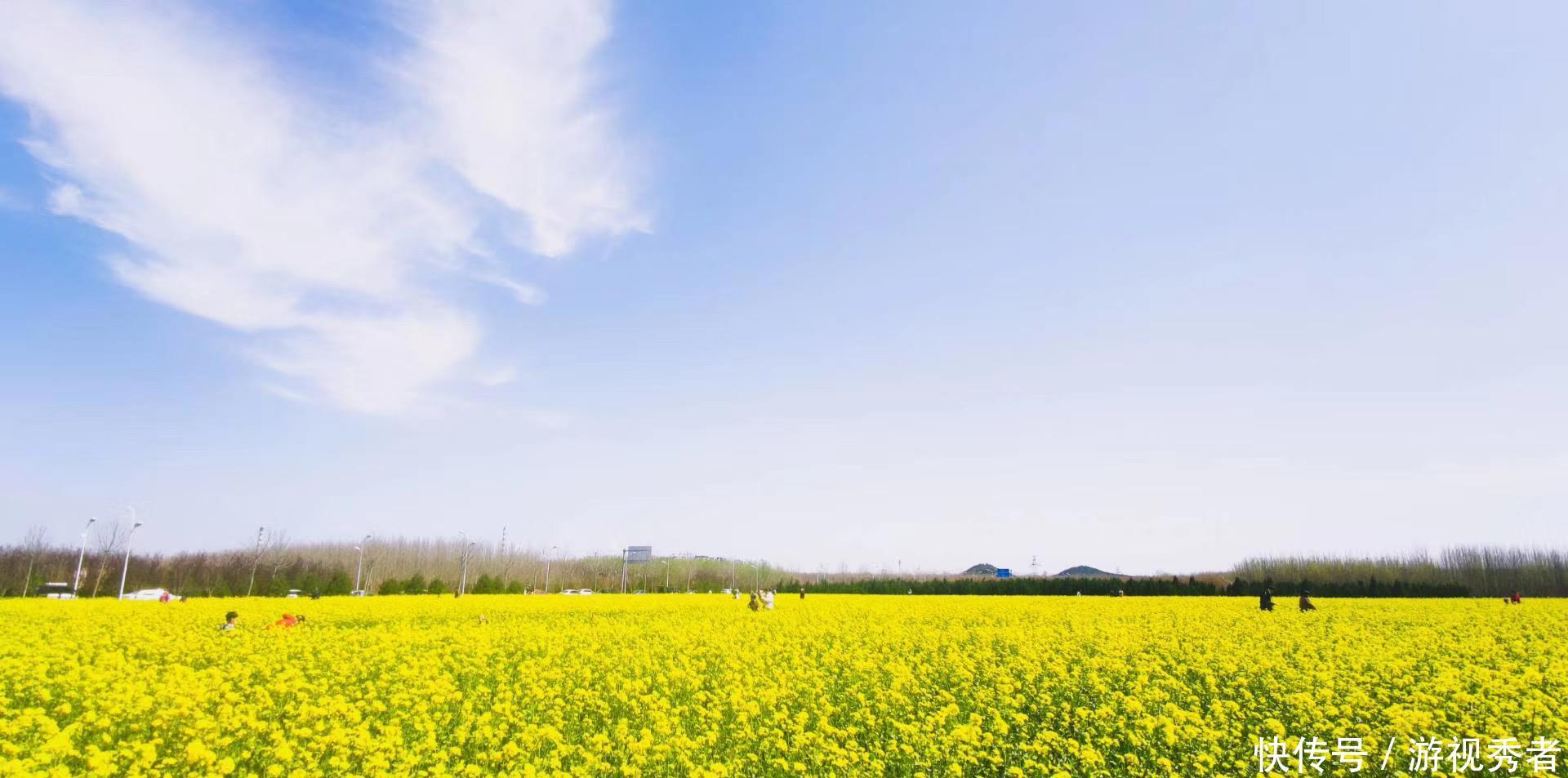 「漂亮」漂亮!淄博高新区傅山村的这片油菜花又开了!