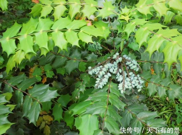 「冬天」5种花“冬天”能扦插,不黑腐成活率高,生根快一倍
