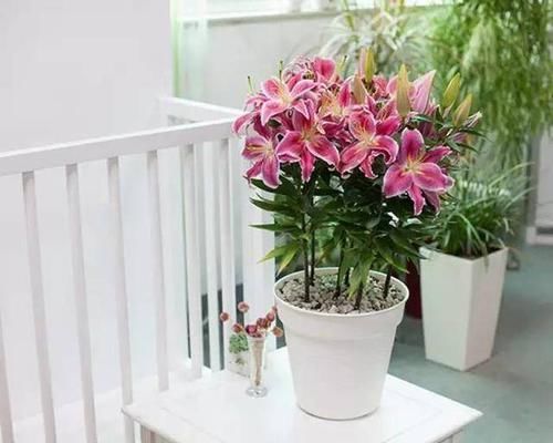  「光照」埋土里就能开花的球根花卉