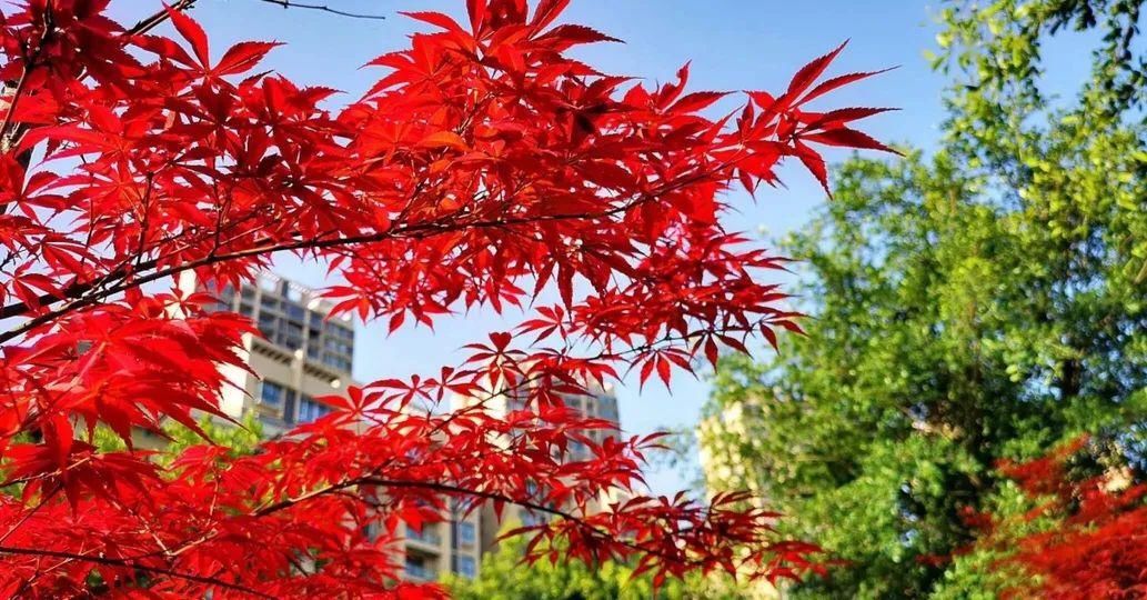  「打卡」蔷薇花开，待君归来|“云打卡”校园网红景点