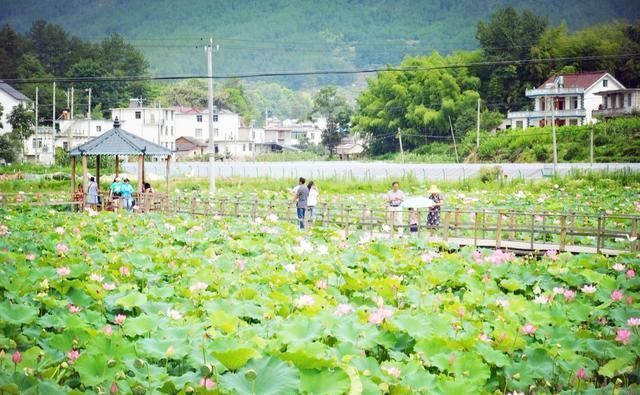 2019农村这些怪现象越来越多，农民种花养虾不种粮，这是为什么？