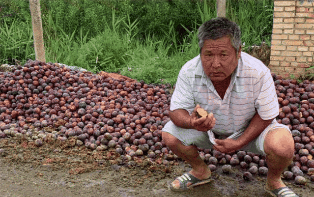 陕西多地黑布林“滞销”消息引发关注 记者深入产地调查发现……