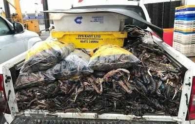 暴风雨过后，上百万海鲜铺满沙滩 ，却愁坏当地渔民！