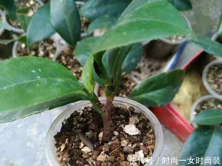  [扦插]这4种“木质”花，趁着“秋天”扦插，1盆变10盆，来年就开花