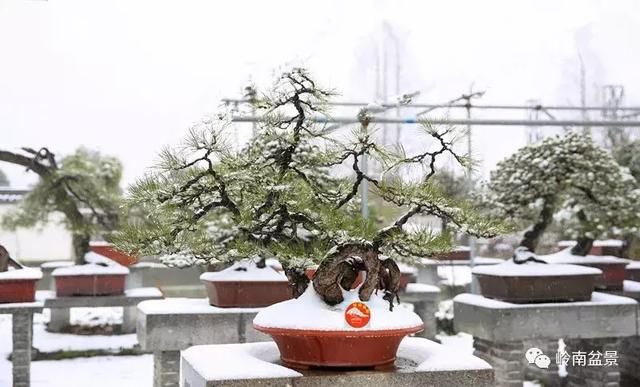 一组盆景作品欣赏，雪中赏盆景，别具一番风韵！
