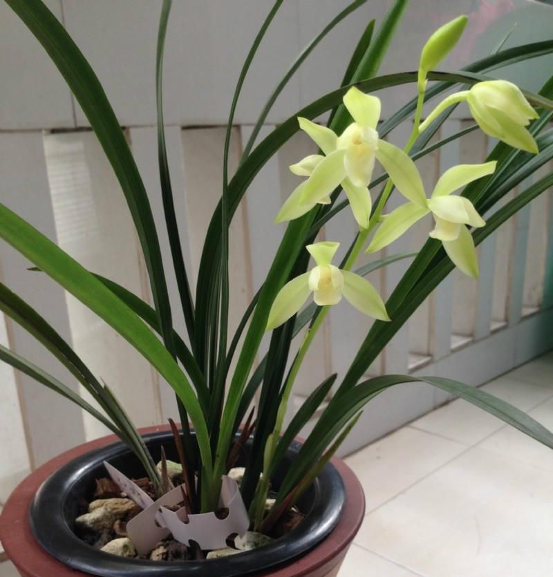  【适合】此兰花很好养，花叶俱美，一年开花多次，物美价廉，适合新手栽培