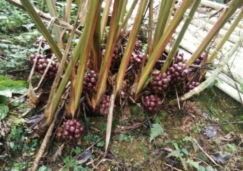  花友■在南方野地里，1种植物人称“草果”，看到要珍惜，不多见、珍贵