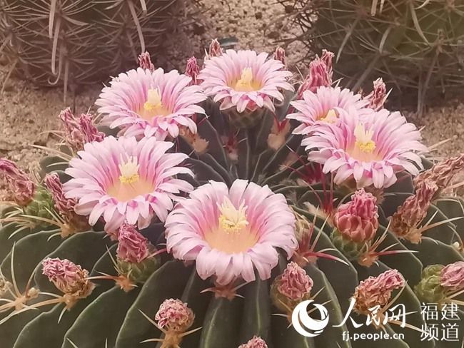  『春季』春已至花已开 厦门园林植物园多肉植物进入盛花期