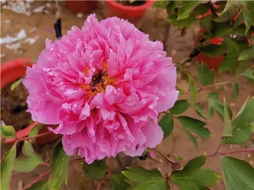 『牡丹』这就是山东 抖一抖牡丹|菏泽牡丹越开越美丽,原因何在?