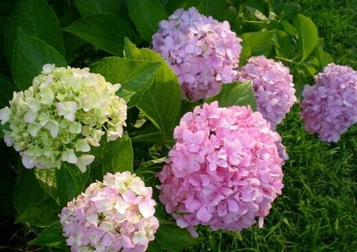  #扦插#这些小花太美养在小院，随便插进土就能活，花香飘飘，清凉舒爽