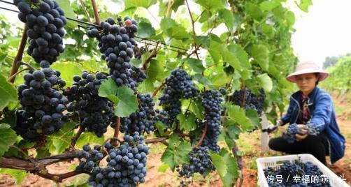  「寓意」七种适合种在院子里的果树，有的寓意吉祥，有的果实很