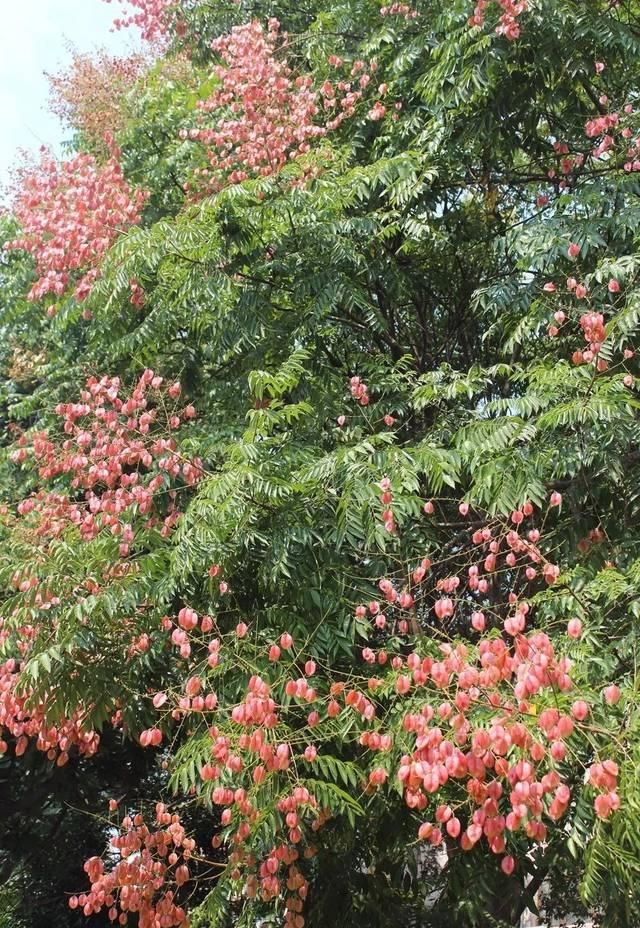 《草木有心》—— 风过栾树梢