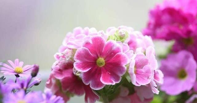  必养■室内必养的3种花，好养易活能爆盆，谁养谁喜欢，看看你都养过吗