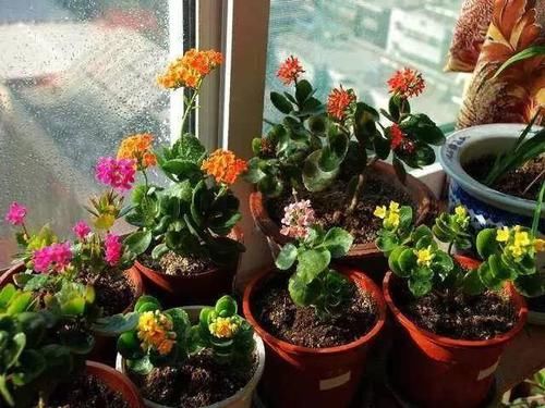  「要注意」9种折个枝叶就能扦插的花卉，又能省不少了！