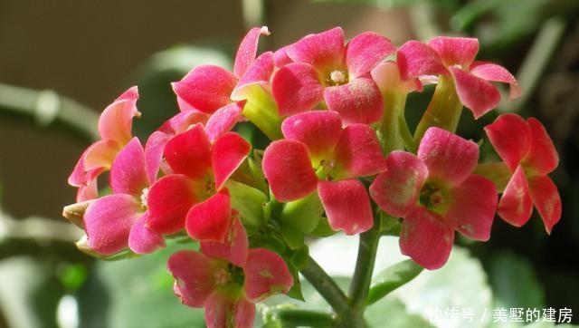  #叶片是肉质#喜欢养花就养此3种，好养易活很耐寒，一年四季都赏花，漂亮极了