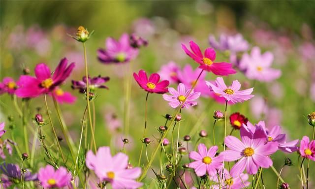 可可苏海:新疆阿尔泰山间的梦幻仙境,如一个蔚蓝色的梦