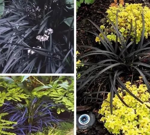  【种观赏草】别人家的花园，都流行玩“草”了！