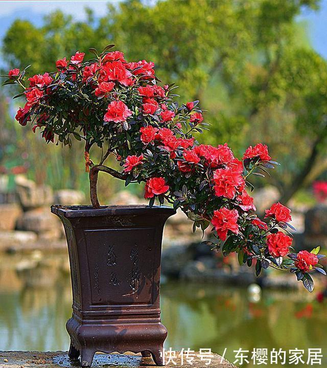  『烂叶烂心』养花不能乱喷水，这几种花乱喷水就死翘翘，切记不能烂叶烂心
