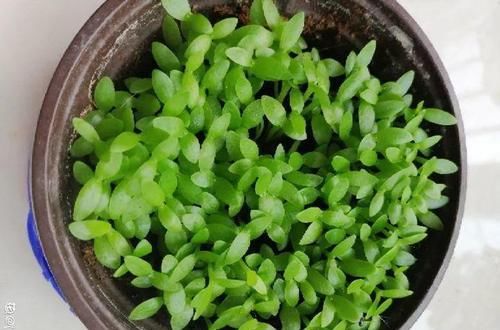  「增加光照」这水果太贵了，吃完留下核，还能种盆栽！