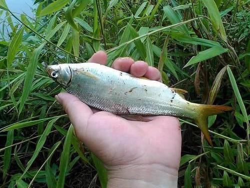  nbbrs_此鱼2两左右的最好吃，嘴巴属于天包地，非常考验钓鱼人的技术