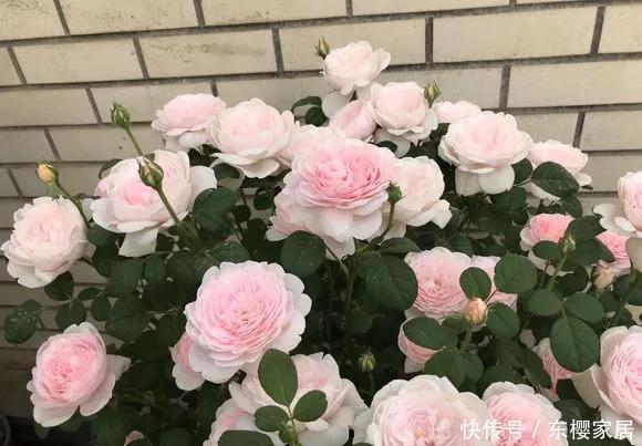 「只养」只养这1种花,就能打造绝美花园和阳台!月季品种和养护要点!